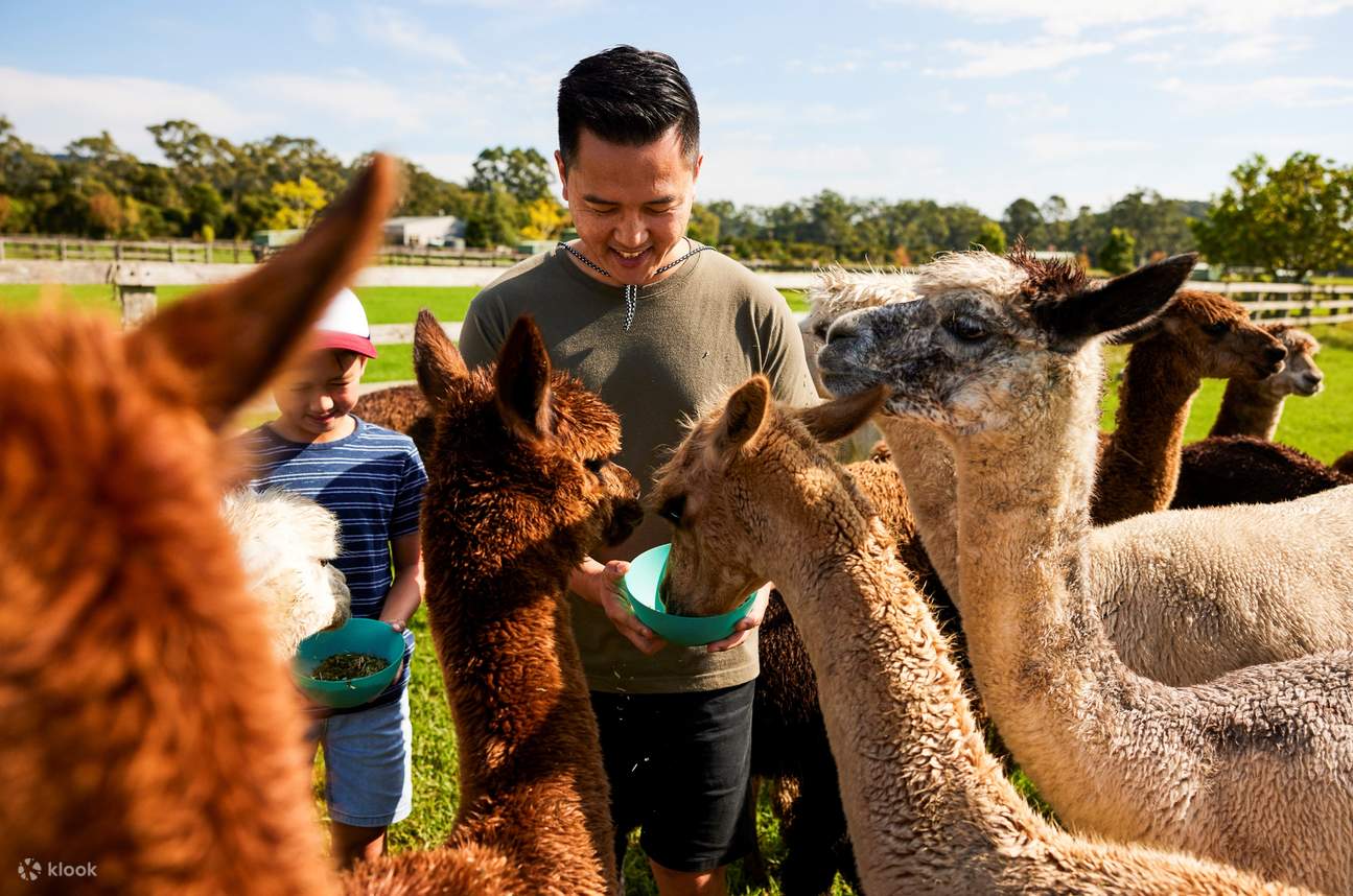 Iris Lodge Alpaca and Farm Feeding Experience Klook Singapore