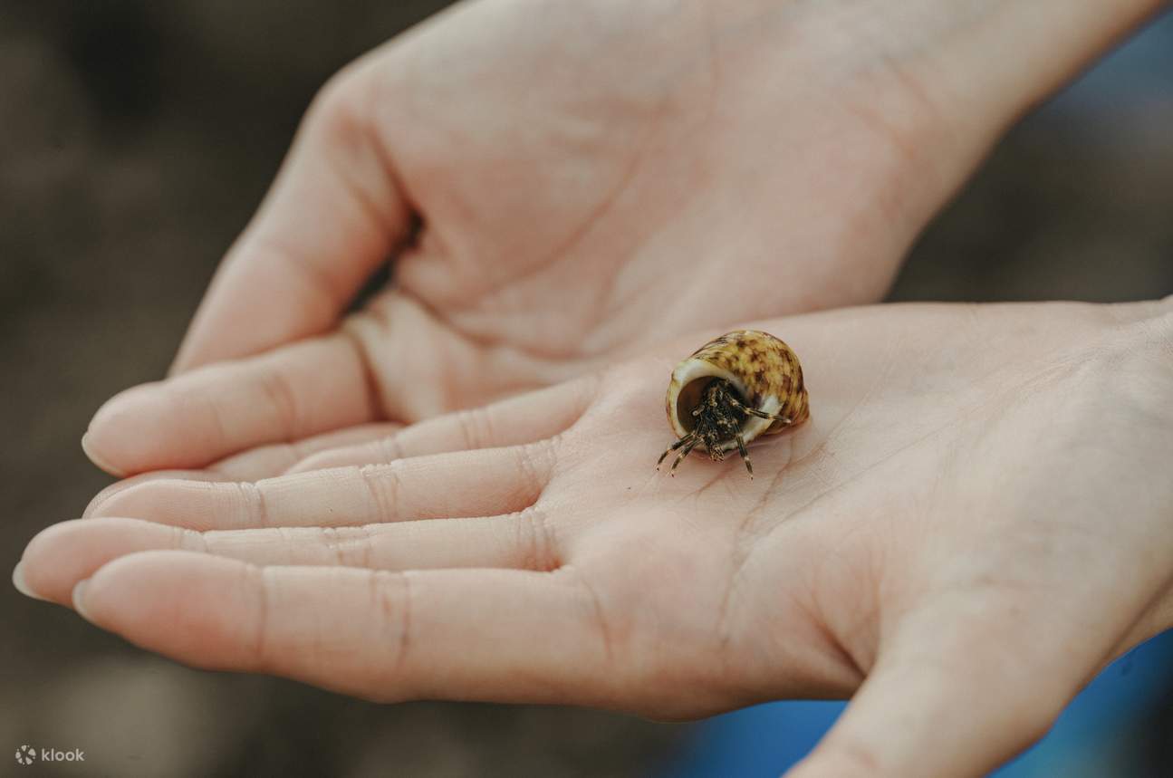 National Museum of Marine Biology and Aquarium, Pingtung: Tour Experiences - Mini Interpreter, Exploring with Fish, Night Tour of the Aquarium, and Intertidal Zone Exploration Experience