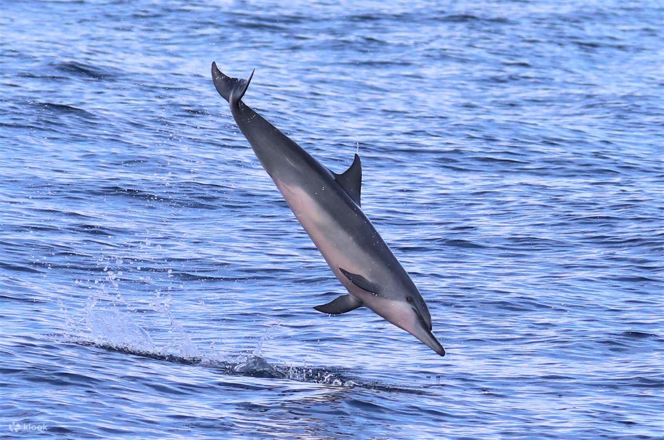 Walbeobachtungstour mit dem Boot in Hualien