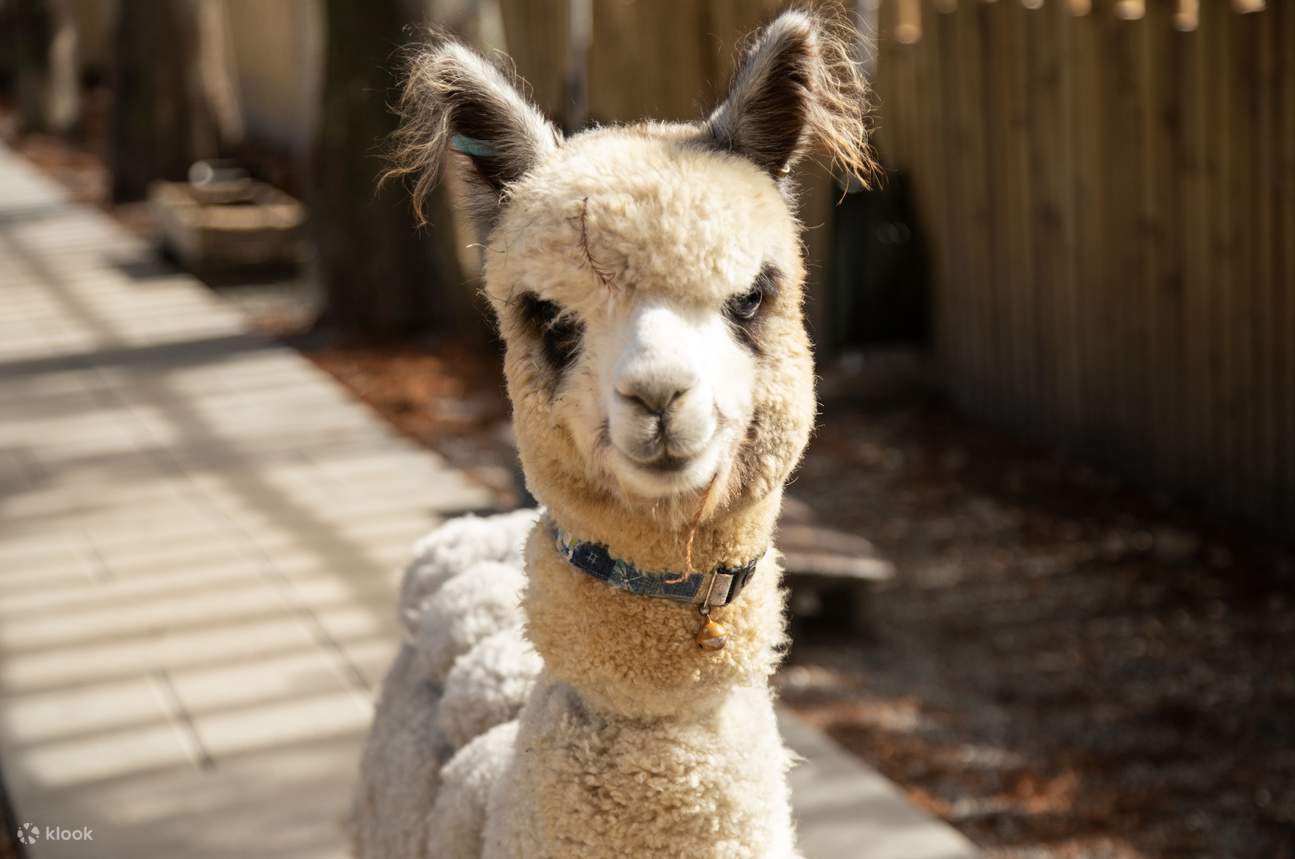 Yilan | Área del Zoológico de Waterfront Forest Story