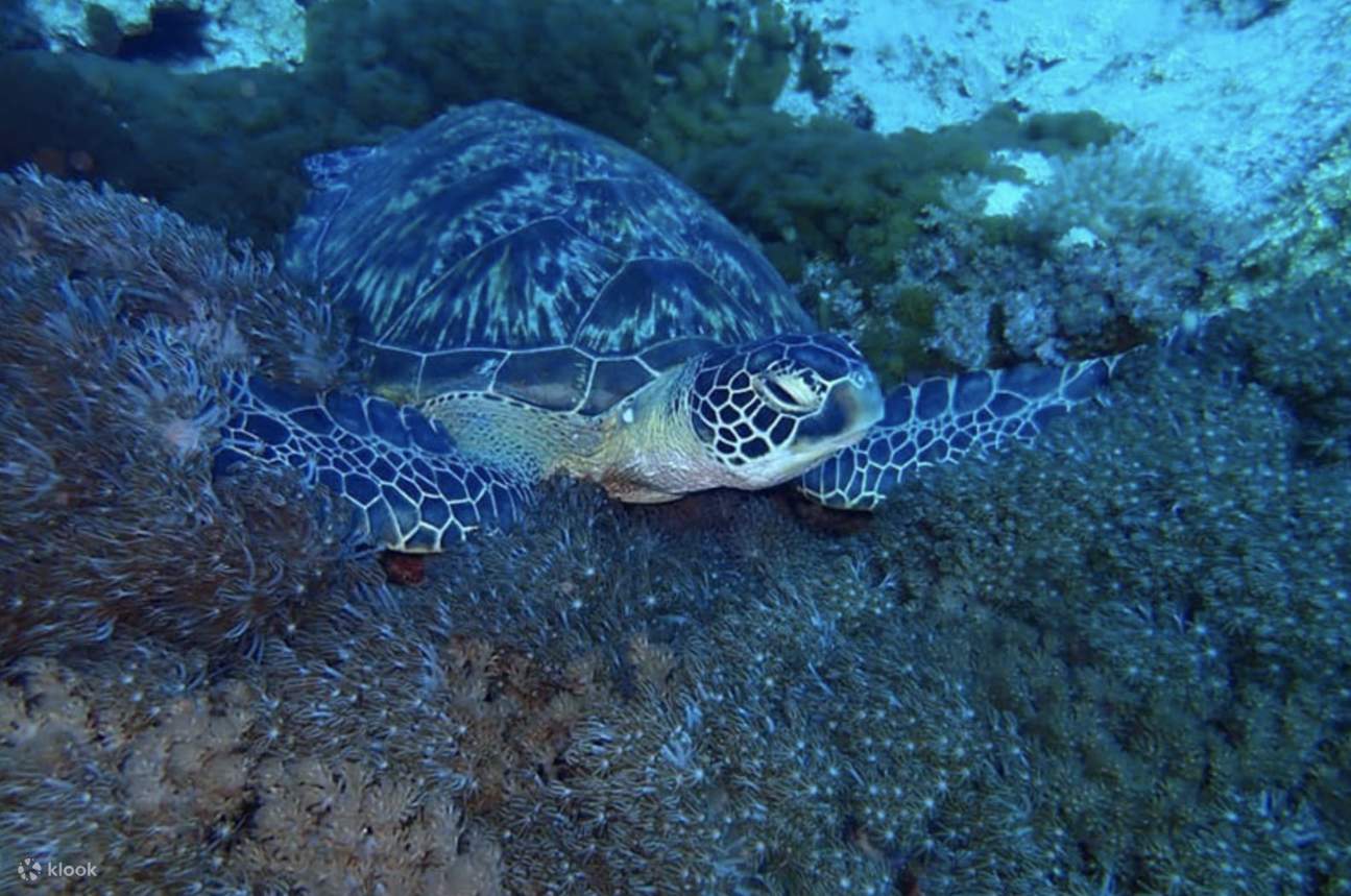 Taitung: Meerdaagse pakketreis naar Groene Eiland (inclusief snorkelen ...