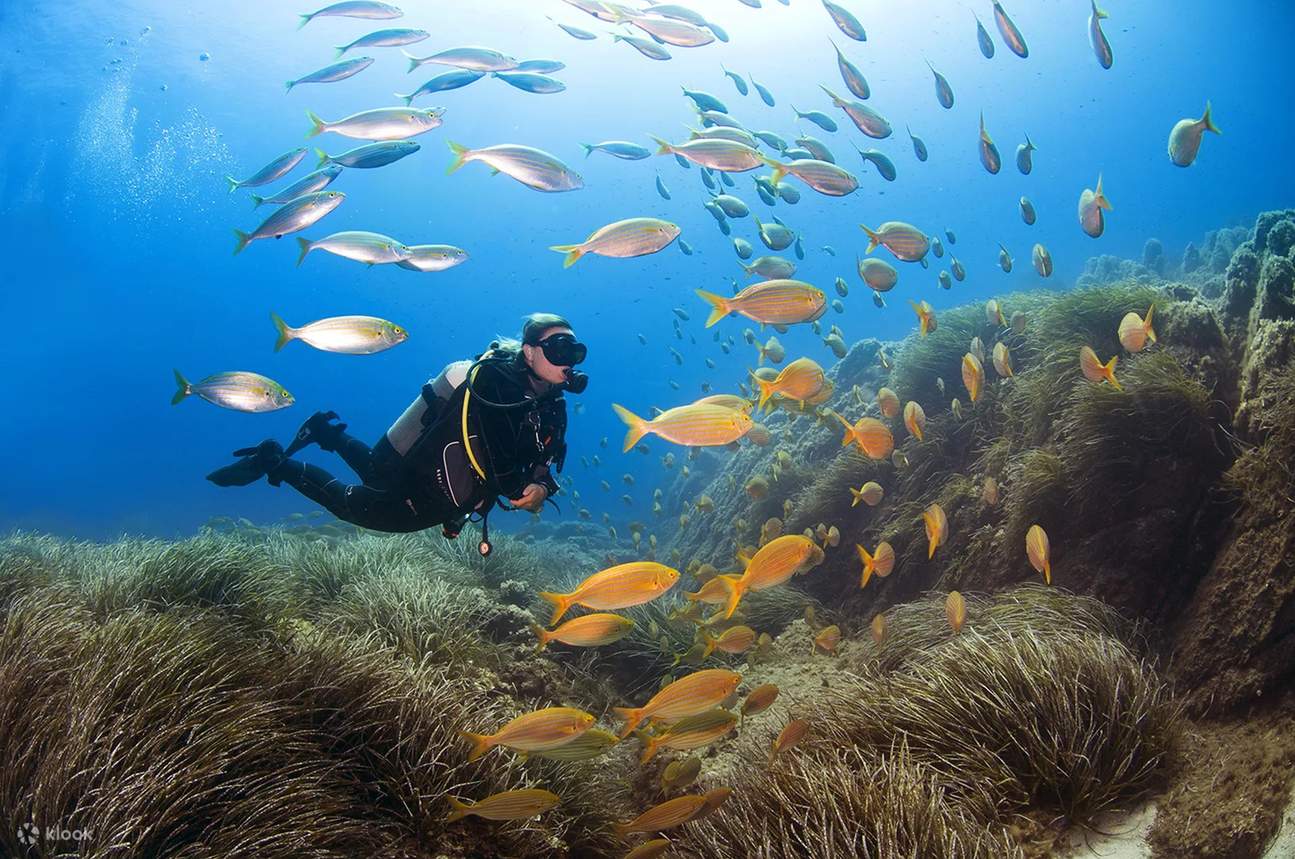 Bergabunglah bersama kami untuk pengenalan tak terlupakan tentang scuba diving di San Teodoro, tempat Anda akan menemukan keajaiban dunia bawah laut