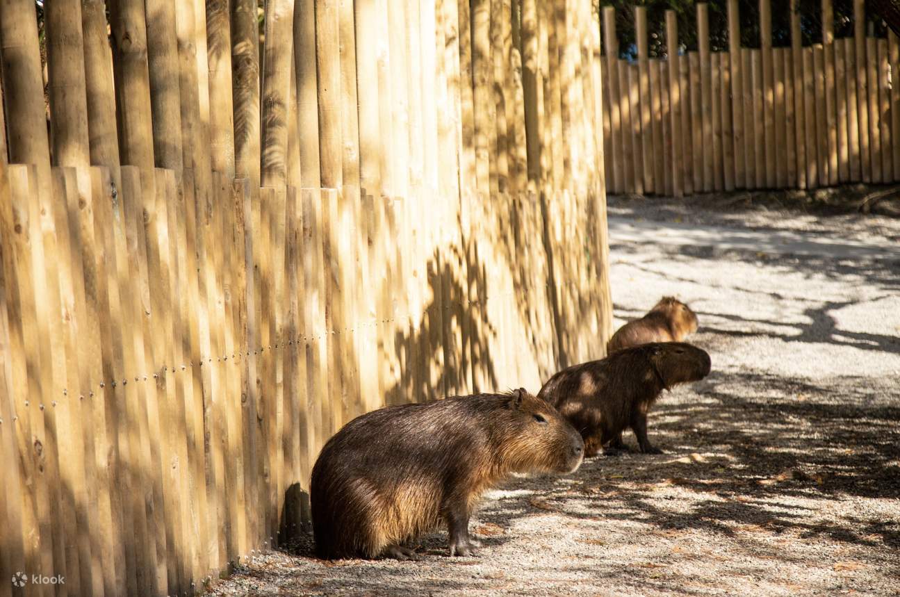 Yilan | Área del zoológico Waterfront Forest Story