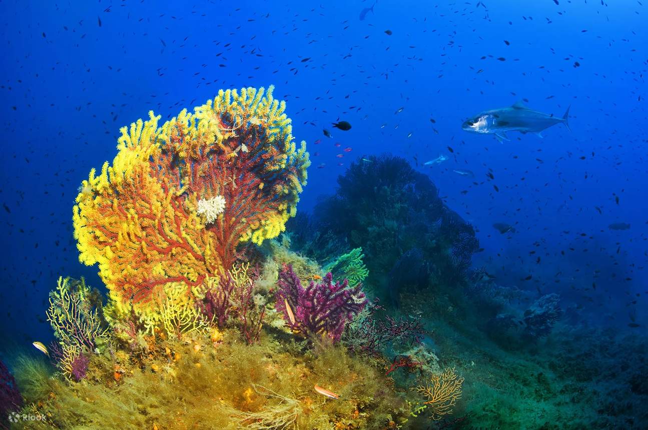 Immergiti nell'avventura con la nostra esperienza Discover Scuba Diving a San Teodoro, dove ogni immersione è un viaggio nell'ignoto.