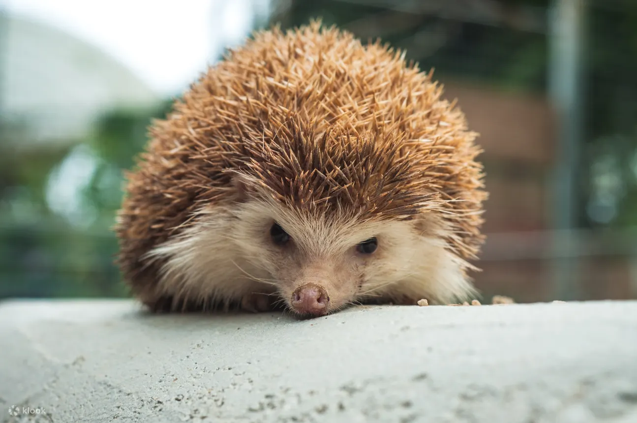 刺猬