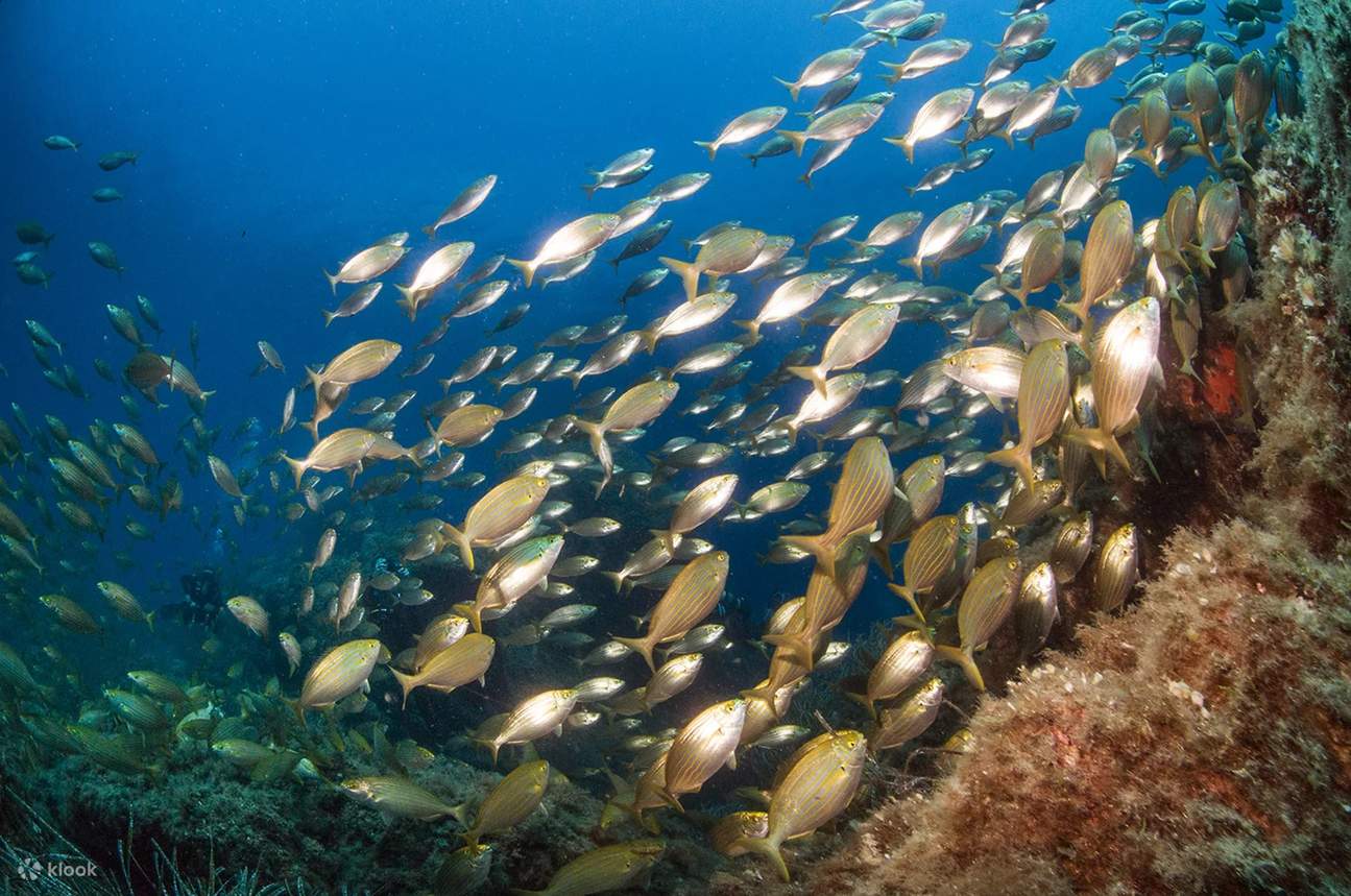 Begleiten Sie uns auf ein unvergessliches Schnorchelabenteuer in San Teodoro, wo jeder Ausflug Begegnungen mit bunten Fischen und faszinierender Unterwasserflora verspricht.