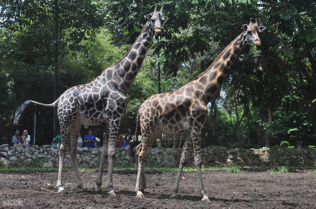 Melaka Zoo Night Safari Admission Ticket in Melaka