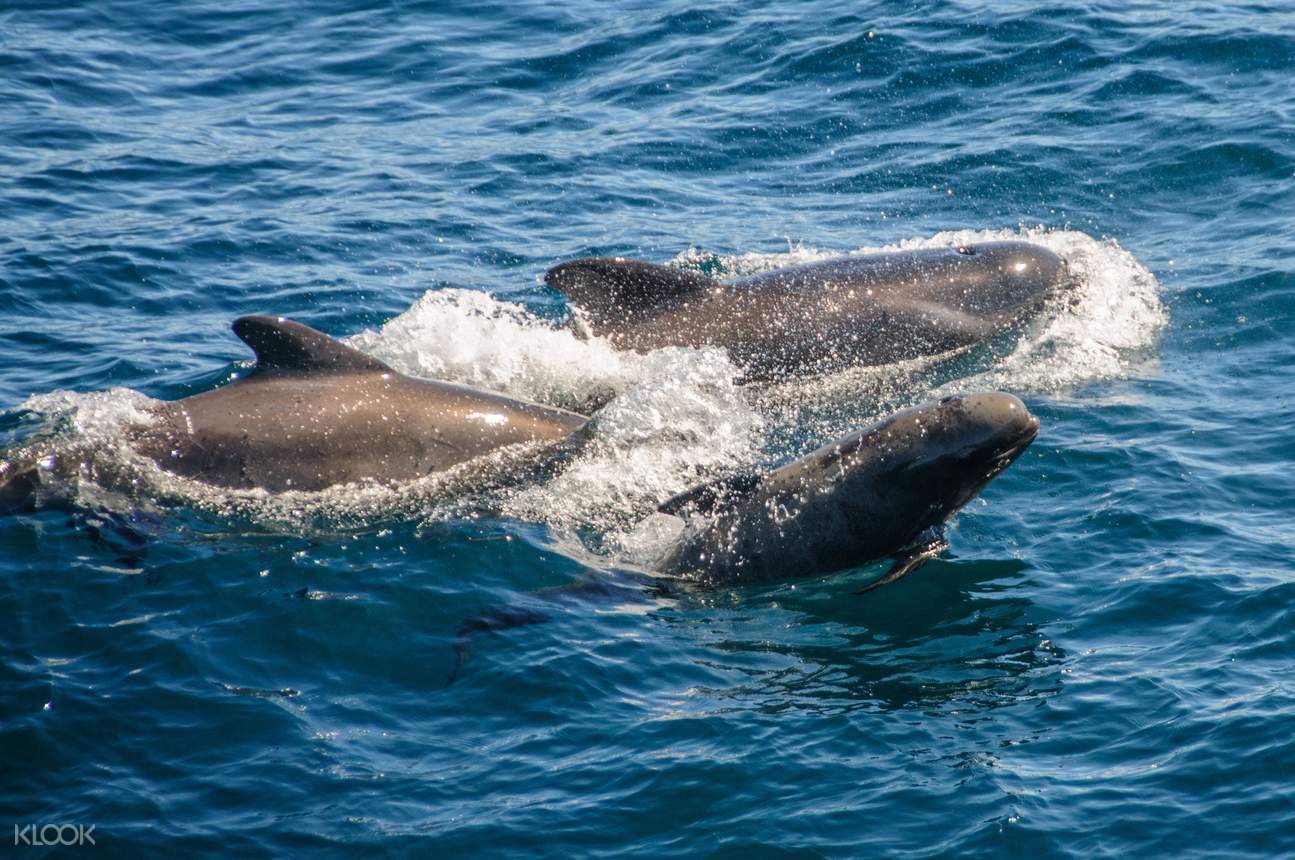 guided dolphin watching & shopping tour in gibraltar