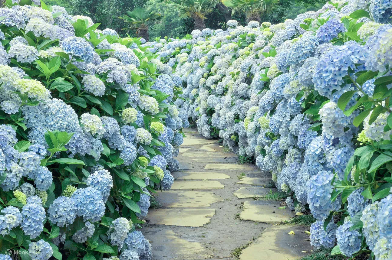 济州岛山茶花之丘门票