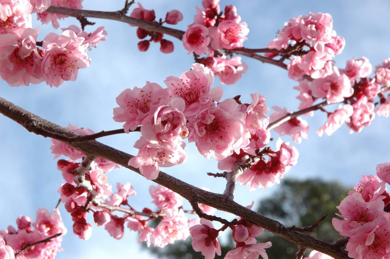 Jeju Canola Flower & Cherry Blossom Private Day Tour (By Wondertrip