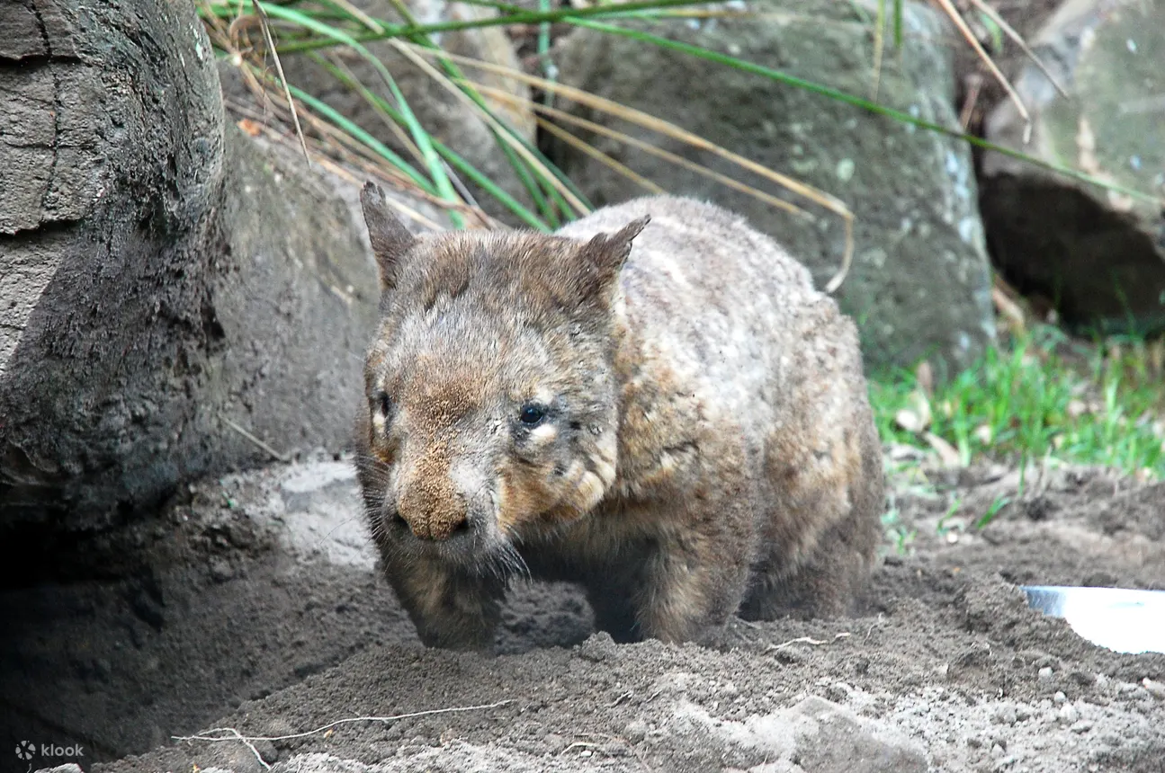 Currumbin Wildlife - Currumbin Wildlife Wombats