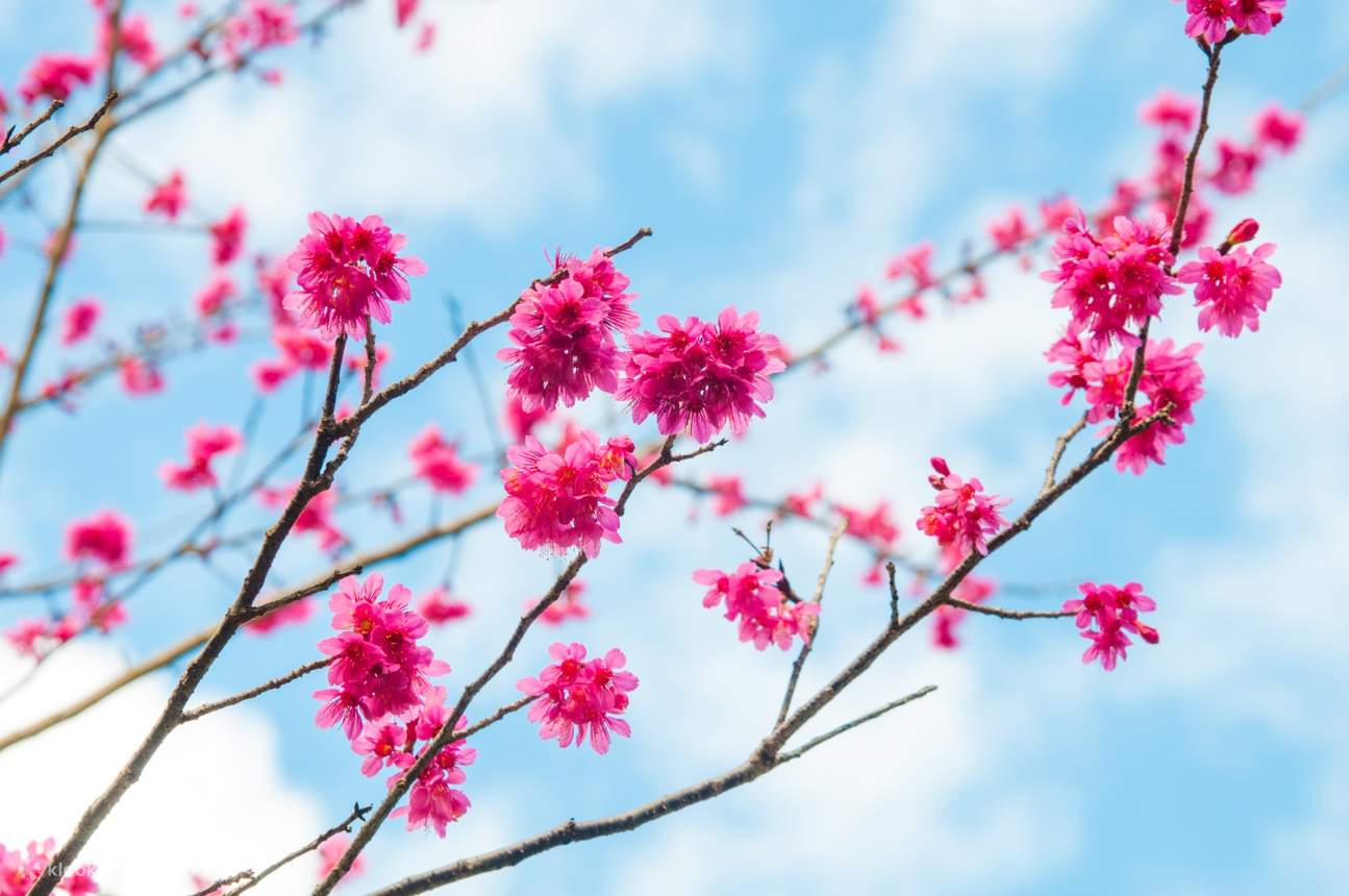 每年1 - 2月是山櫻花花季，快前來欣賞山櫻花之姿！