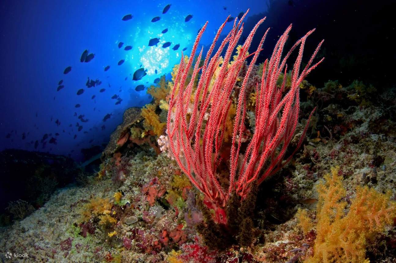Perjalanan sehari ke Gato Island