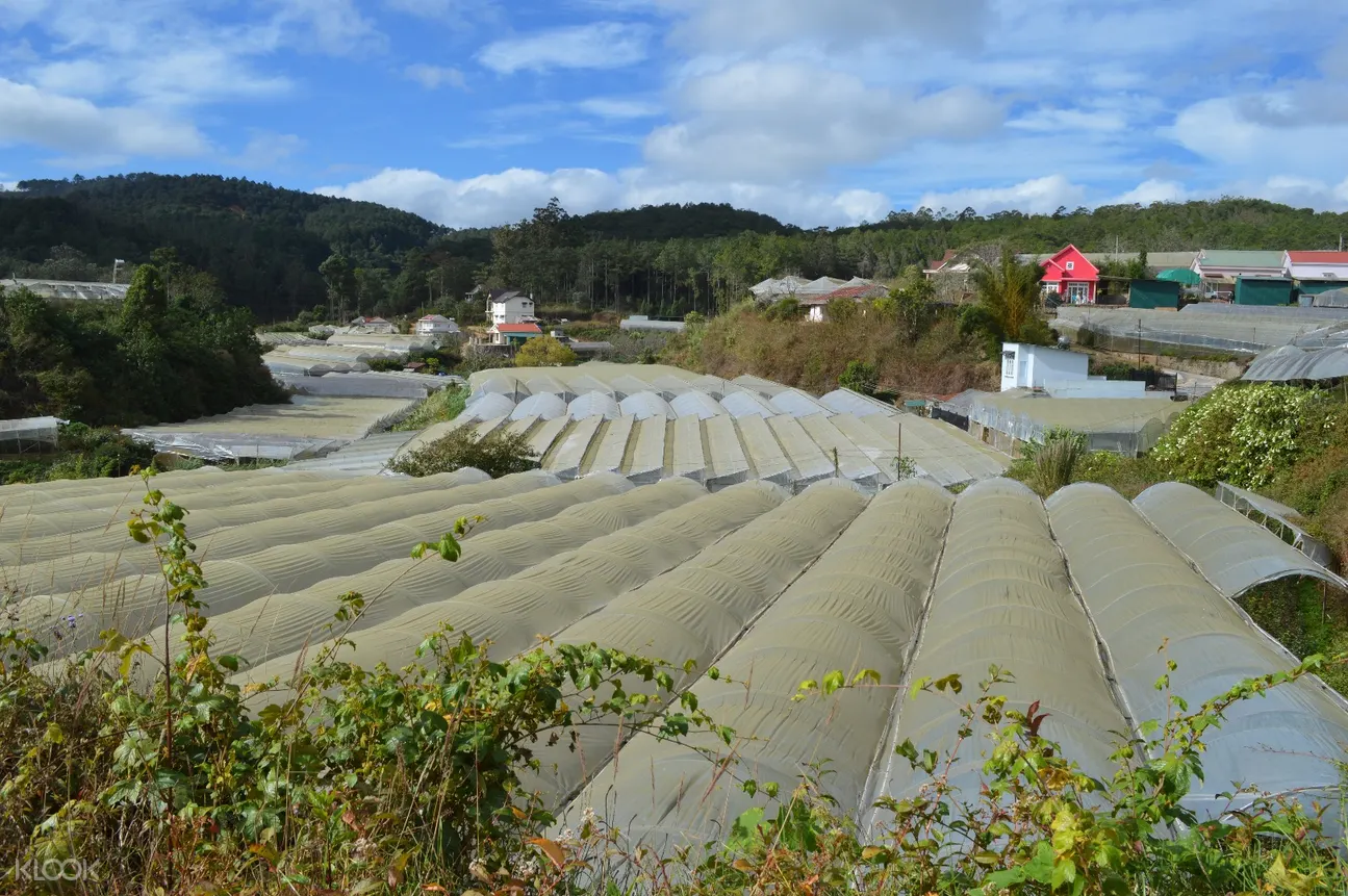 大叻凡青花村（Van Thanh Flower Village）