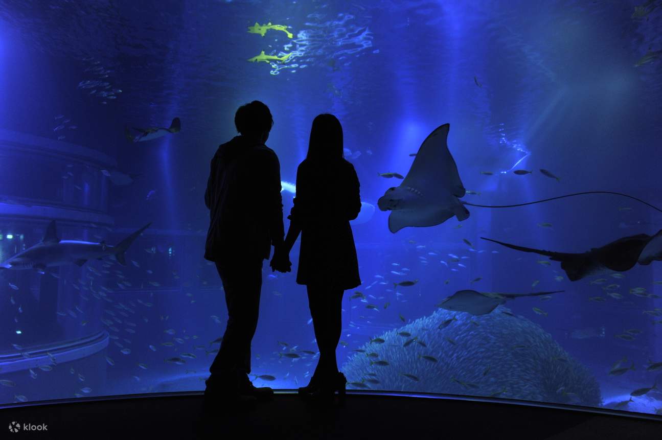 夜间水族馆