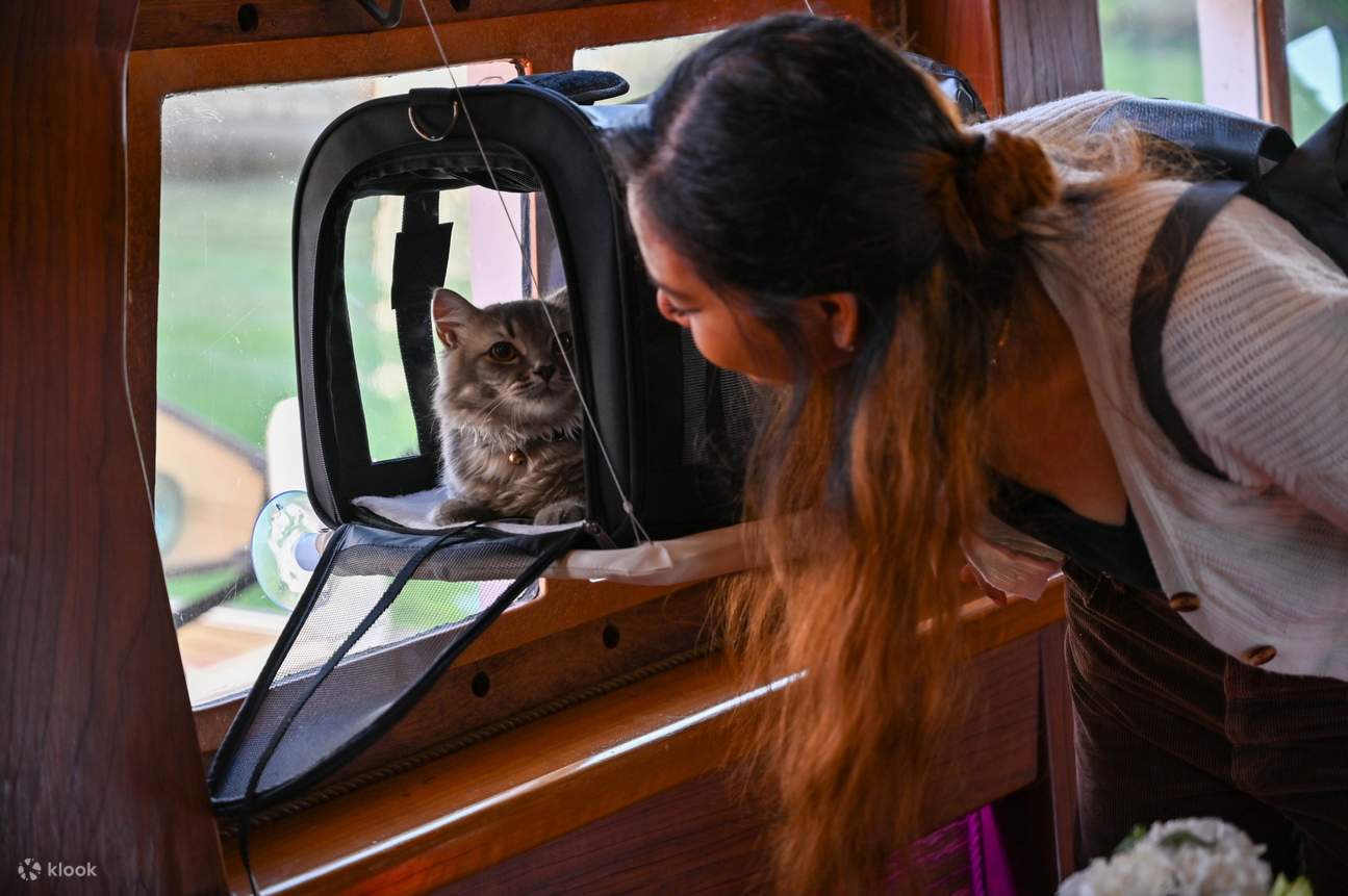 Cat Cruise by Royal Albatross