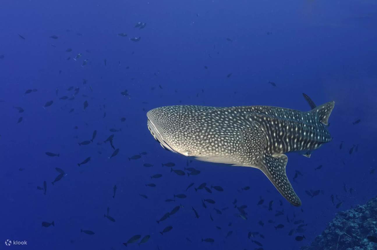 Encounter the gentle giants of the sea in the waters around Danjugan Island, where the magnificent presence of whale sharks adds a touch of awe to the marine sanctuary, offering divers a surreal and unforgettable experience.