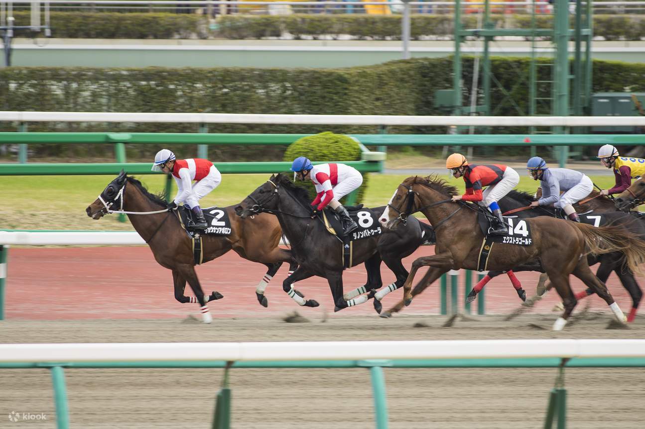 Tokyo Horse Racing Tour bersama Penggemar Lokal (dengan Tiket)