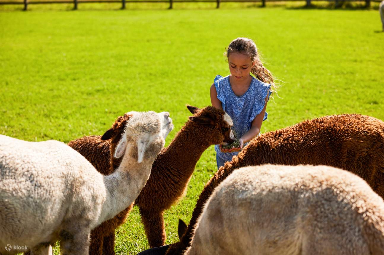 Iris Lodge Alpaca and Farm Feeding Experience Klook