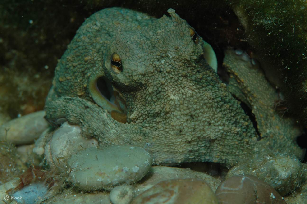 精彩的双罐全日潜水之旅