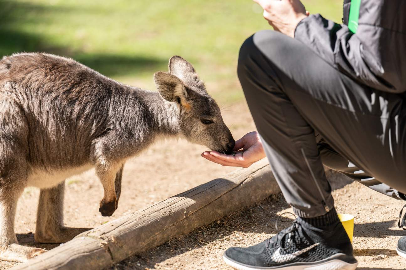 Alimentazione dei canguri