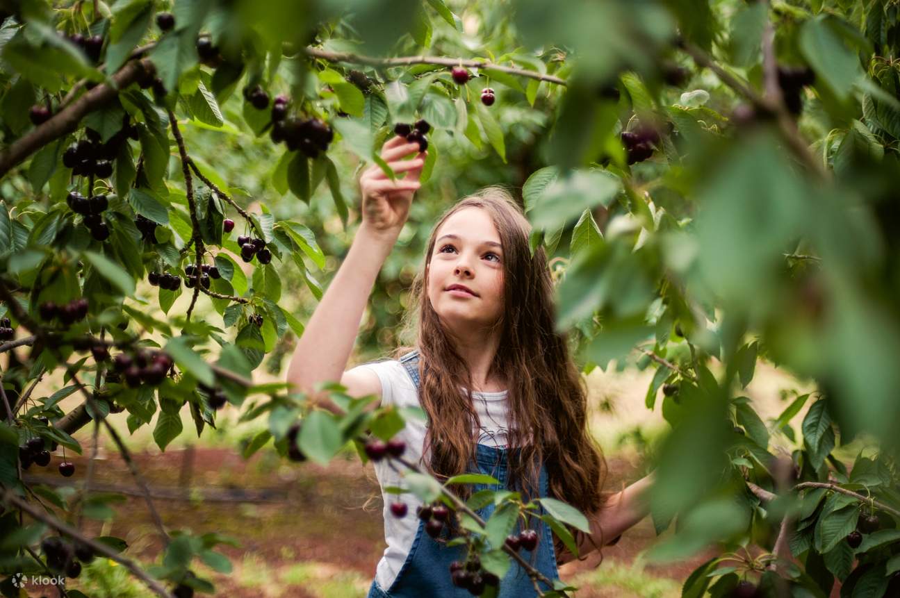 Cherry Picking at CherryHill Orchards Klook Canada