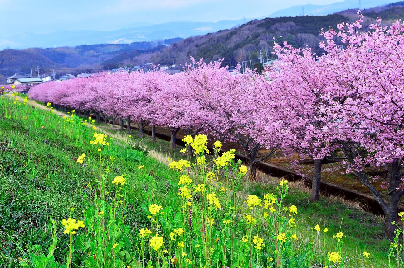 Izu Cherry Blossom Day Trip | Shuzenji Plum Grove × Kannami Kawazu