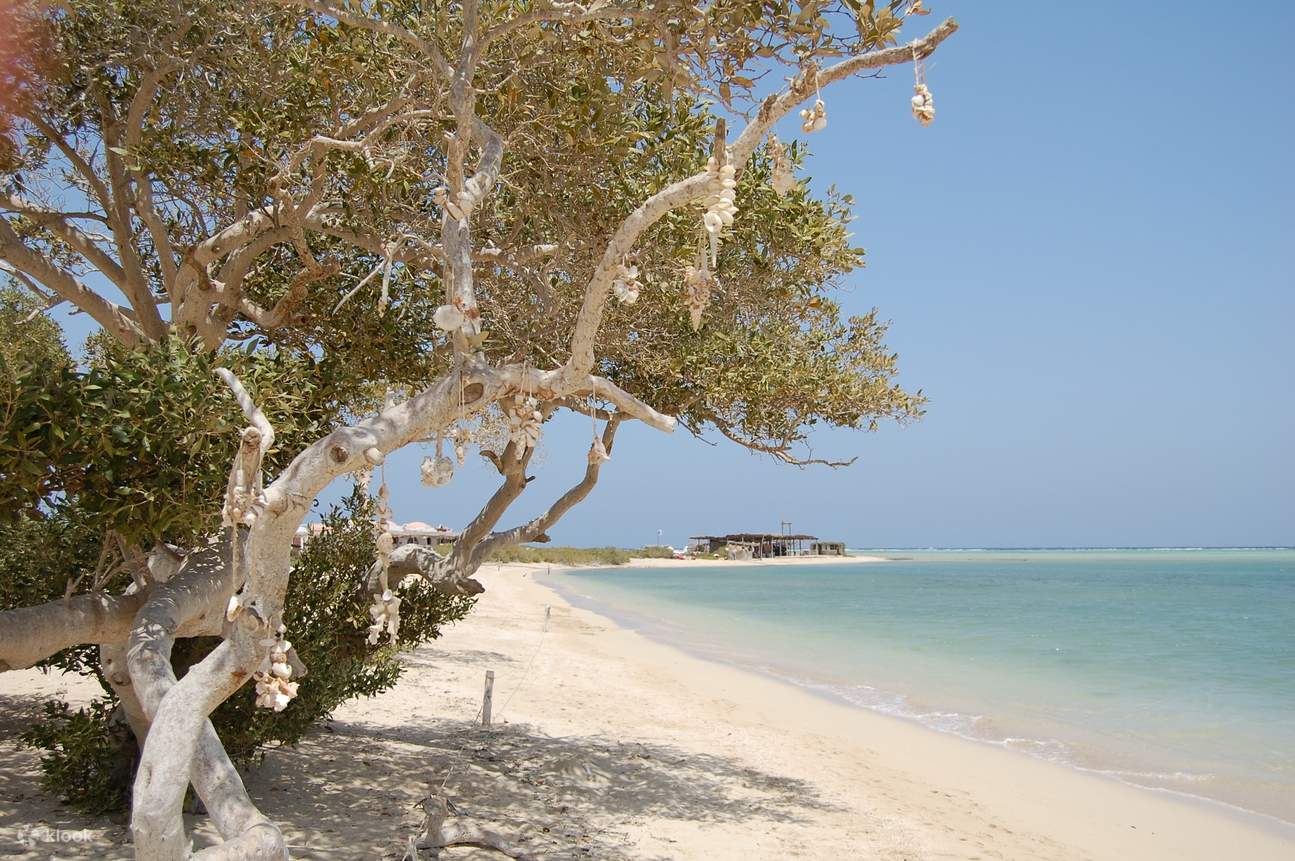 Снорклинг и 1 погружение с аквалангом в Марса Мубарак с обедом - Марса Алам