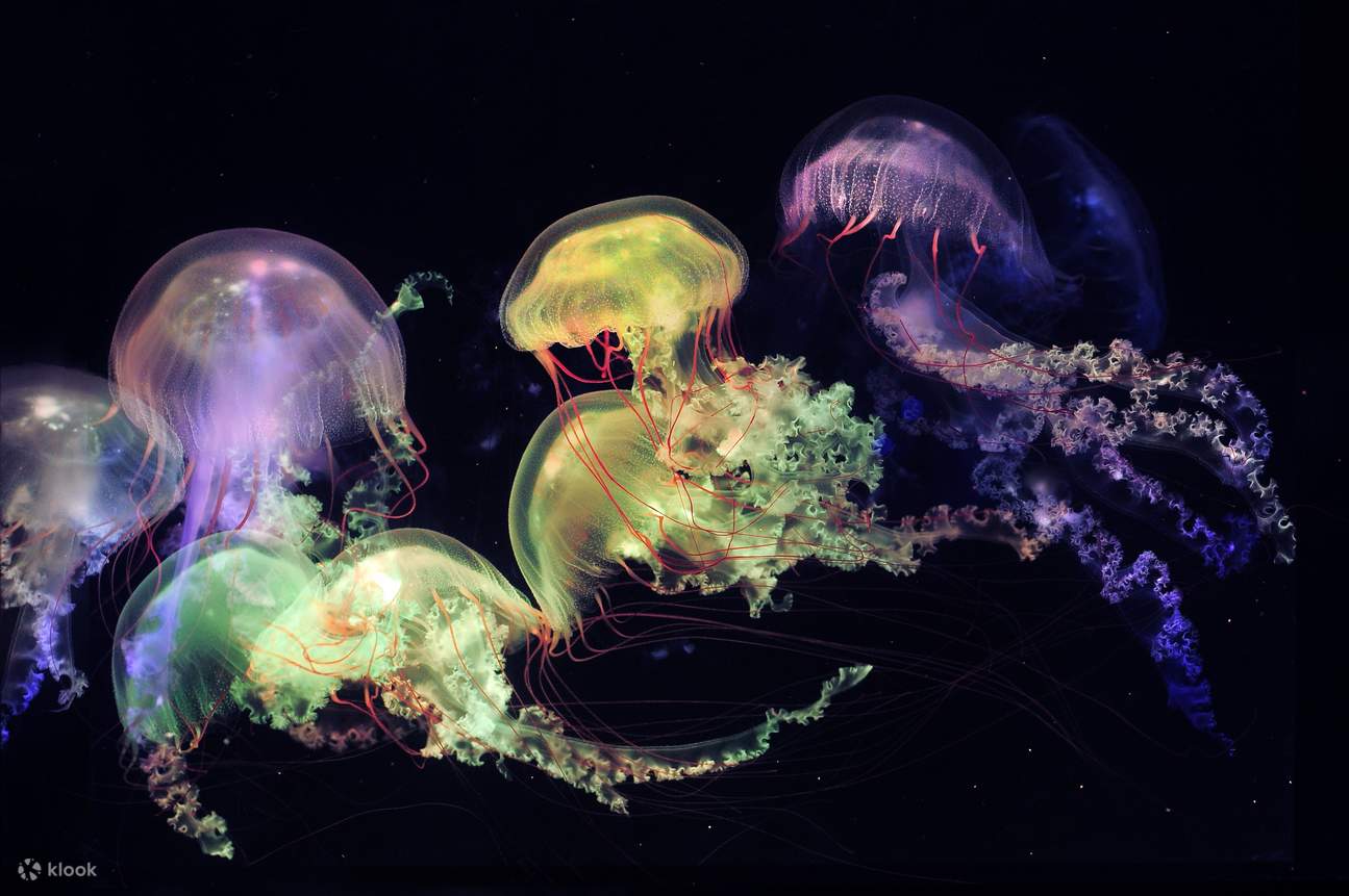 Hong Kong Ocean Park Explorer