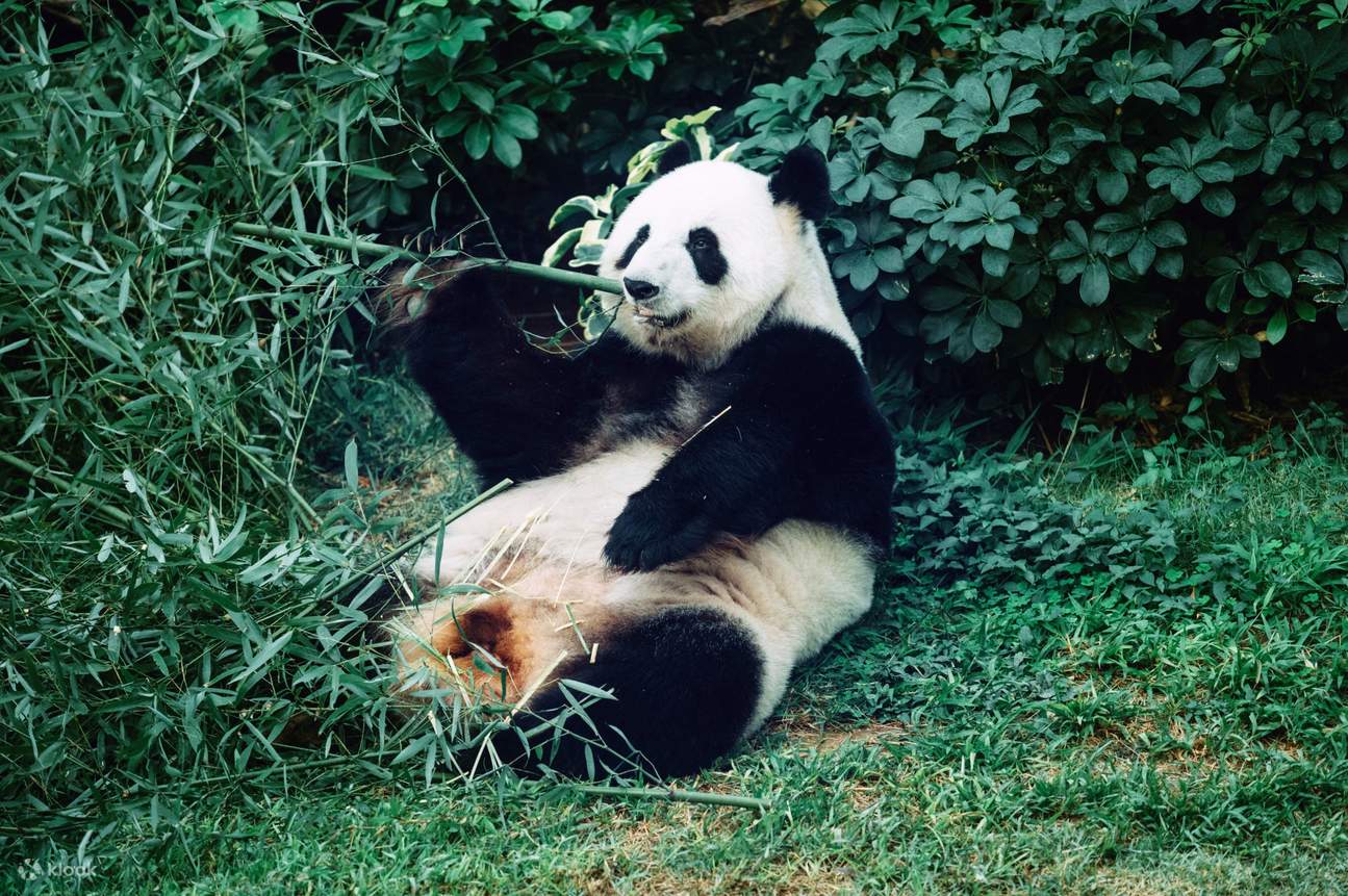 香港海洋公园大熊猫