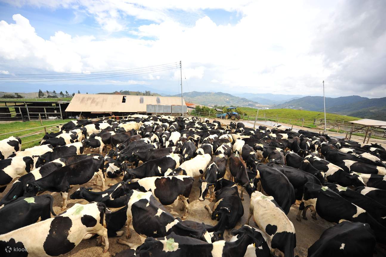 Desa Dairy Cattle Farm and Poring Hotspring Tour with Lohan Paragliding