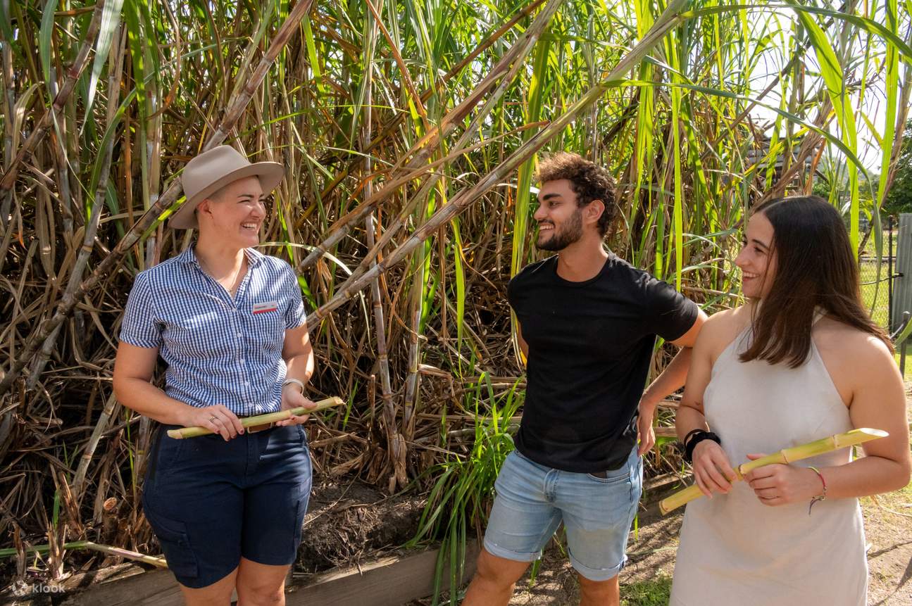 Visita guidata giornaliera al Sarina Sugar Shed. Scopri come la canna da zucchero viene piantata, raccolta e lavorata per produrre zucchero!