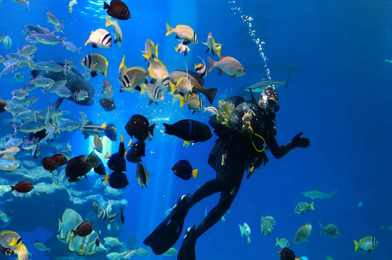 Panoramic Glass Bottom Boat Experience in Sharm El Sheikh Klook India