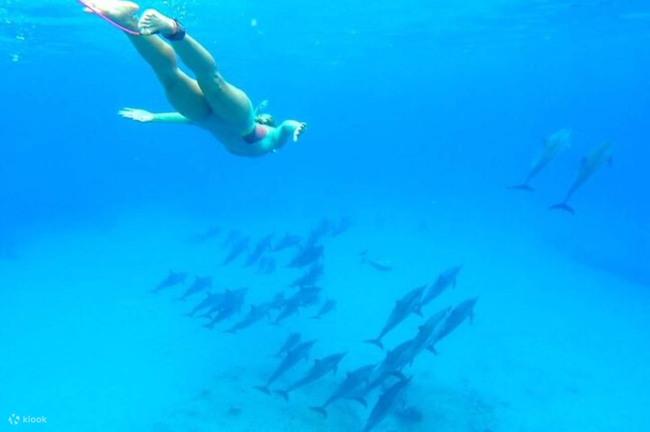Nage avec les dauphins, excursion VIP de plongée en apnée avec déjeuner - Hurghada