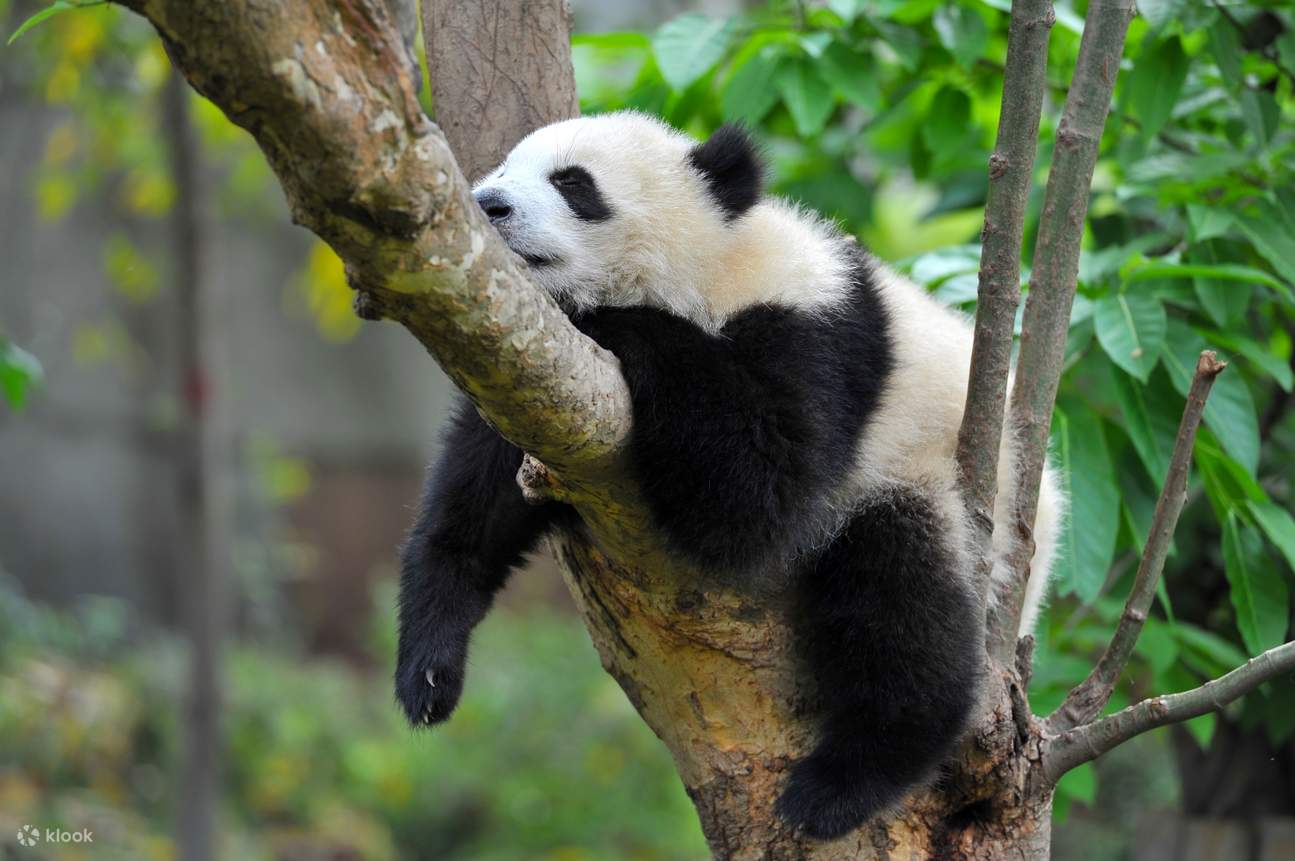 3 araw, 2 gabing guided tour sa Sichuan Jiuzhai, Huanglong, Dujiangyan ...