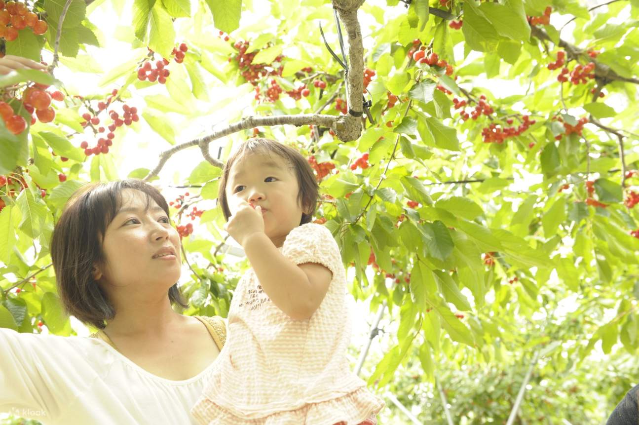 직접 수확 및 시식