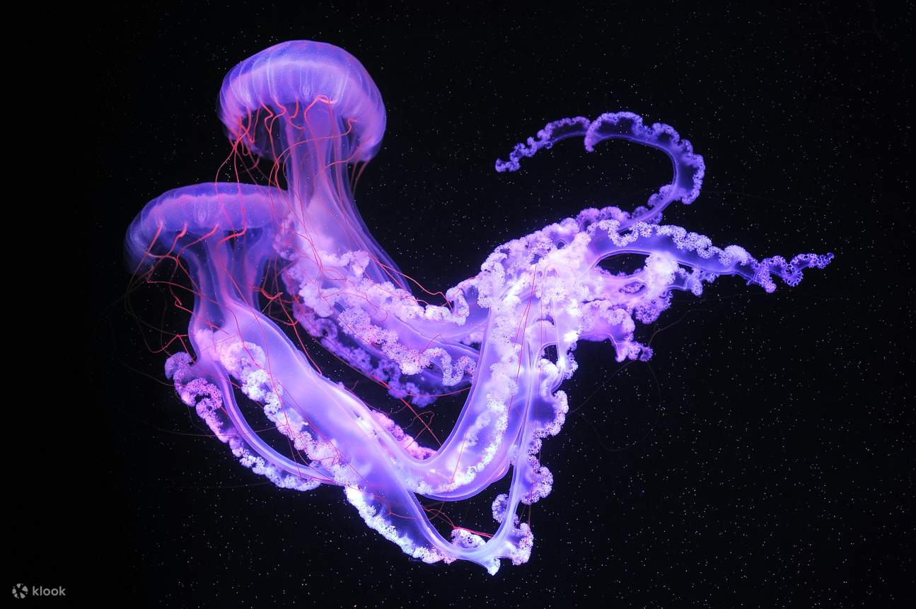 Hong Kong Ocean Park Explorer