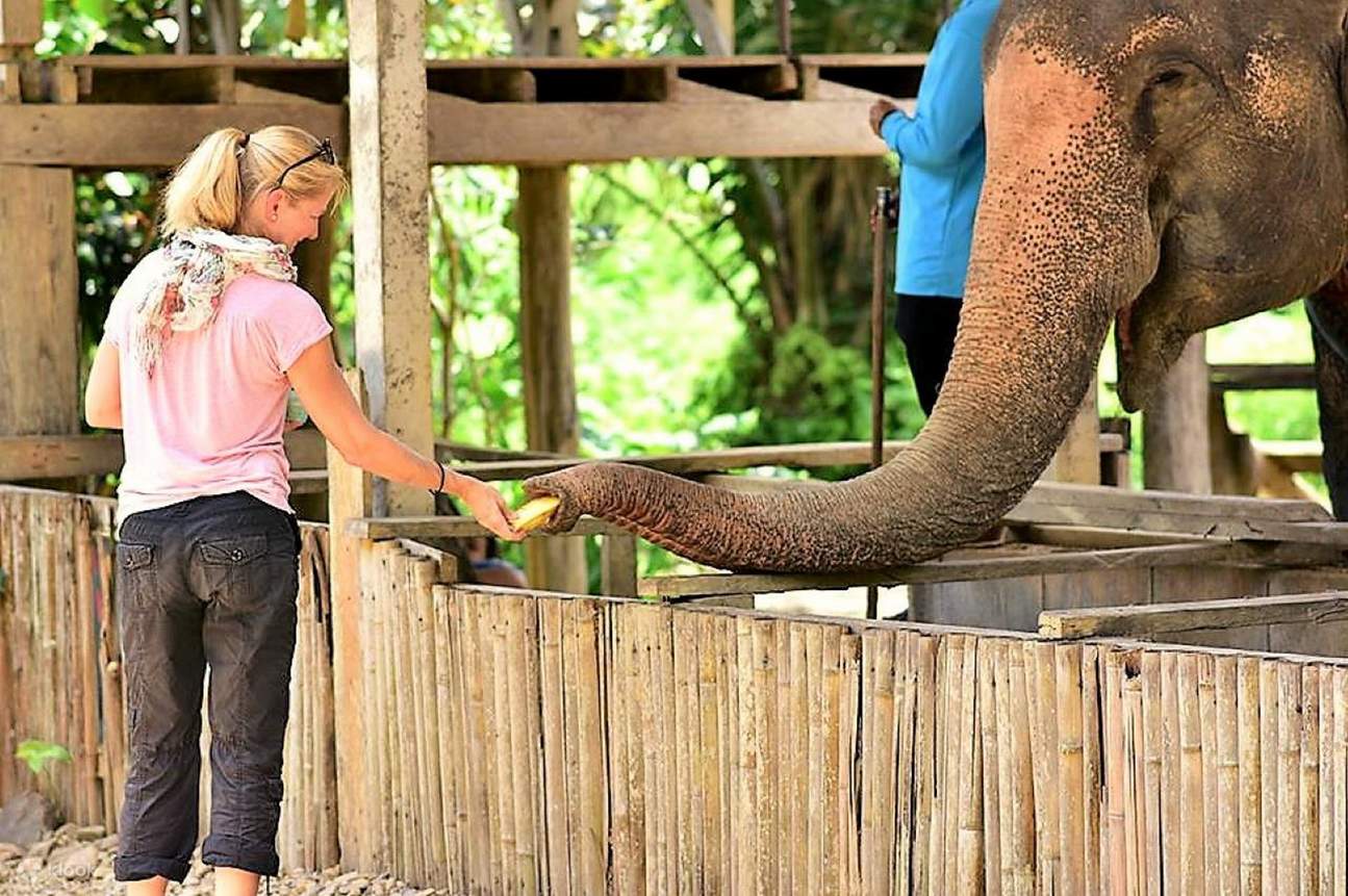 Khao Lak Safari│Взаимодействие с заповедником слонов