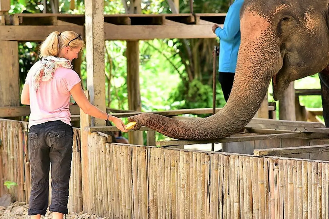 Khao Lak Safari│大象保护区互动