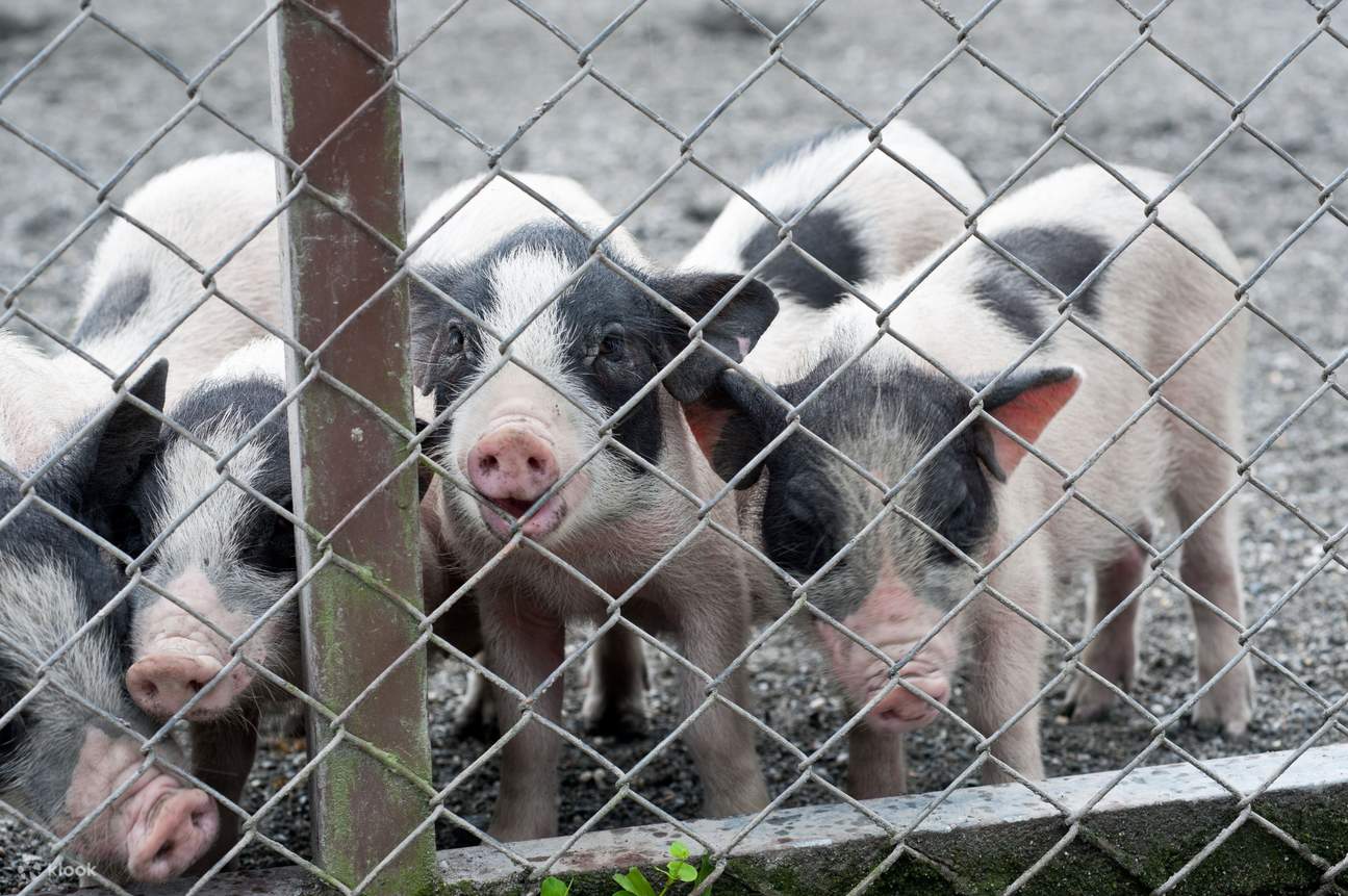 Shin Kong Chao Feng Ranch