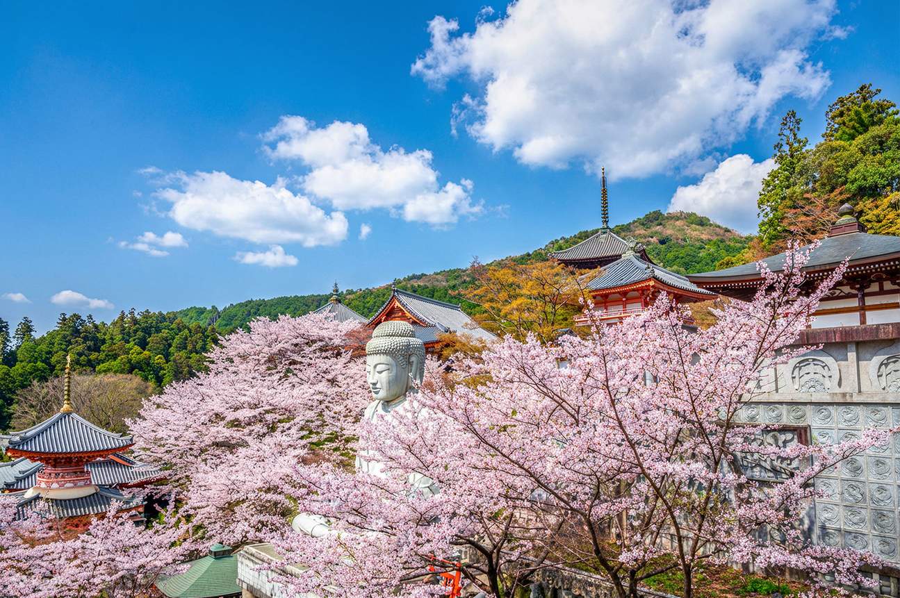 Cherry Blossom Tour From Osaka: Nara Park, Tsubosakadera & Matabei