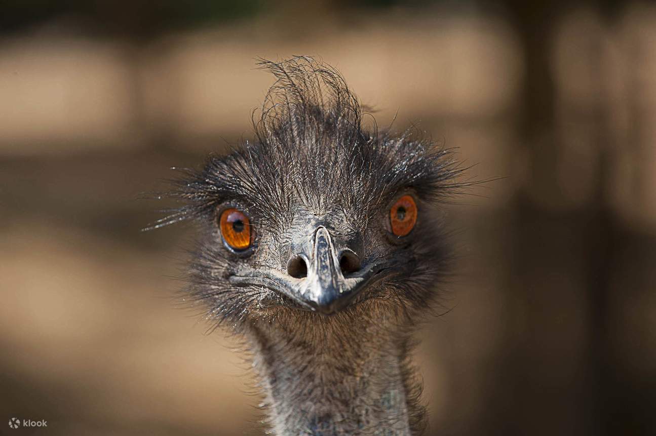 Động vật hoang dã Currumbin - Đà điểu đầu mào Currumbin Wildlife