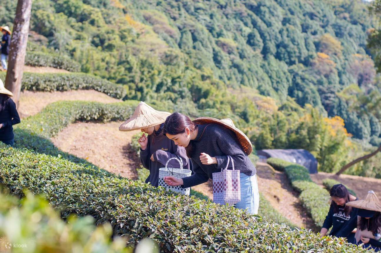 Tea Tasting & Tea Plantation Tour & Tea Leaf Kneading Experience - Klook