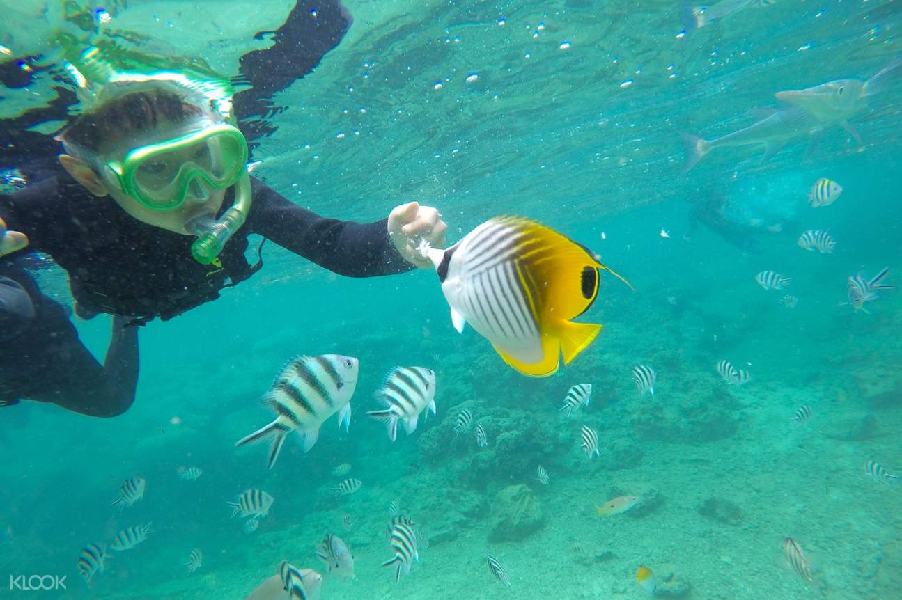 Join In Snorkeling in Okinawa Natural Beach Klook US