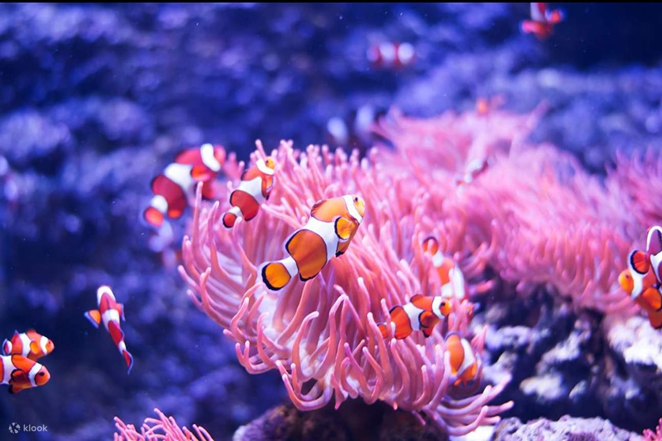 GLOW at Sydney Zoo Admission Klook