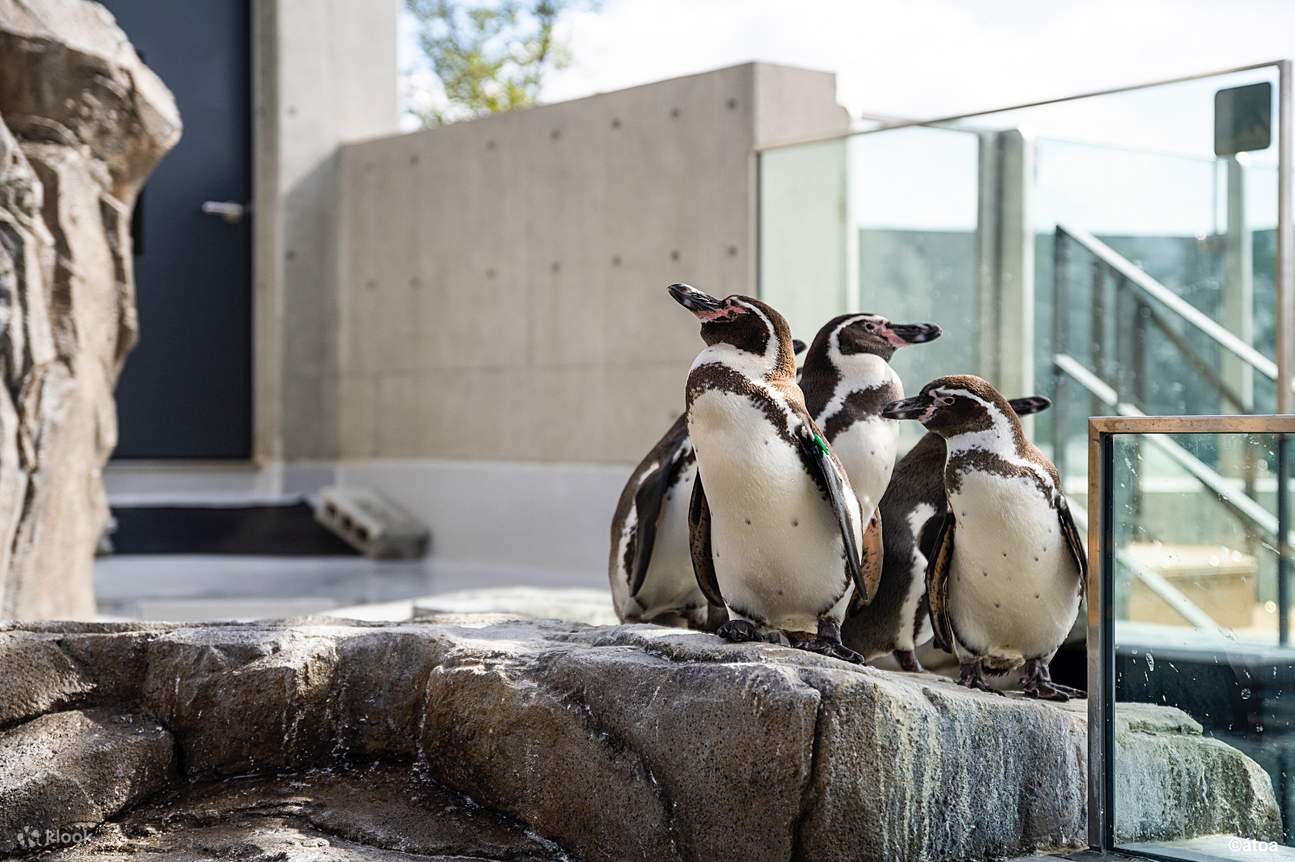 神戶都市水族館 AQUARIUM×ART átoa