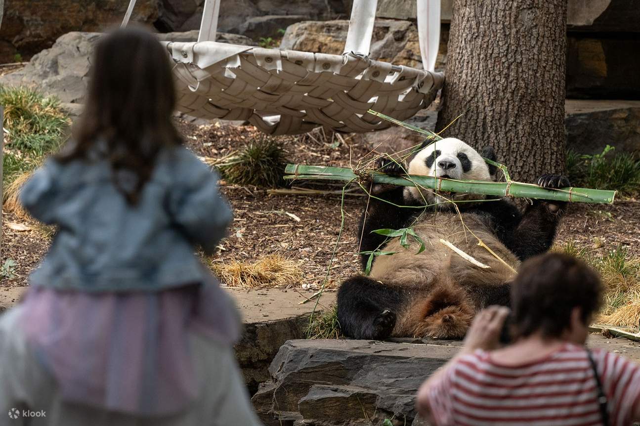 Tour Panda y Amigos en el Zoológico de Adelaide (con entrada)