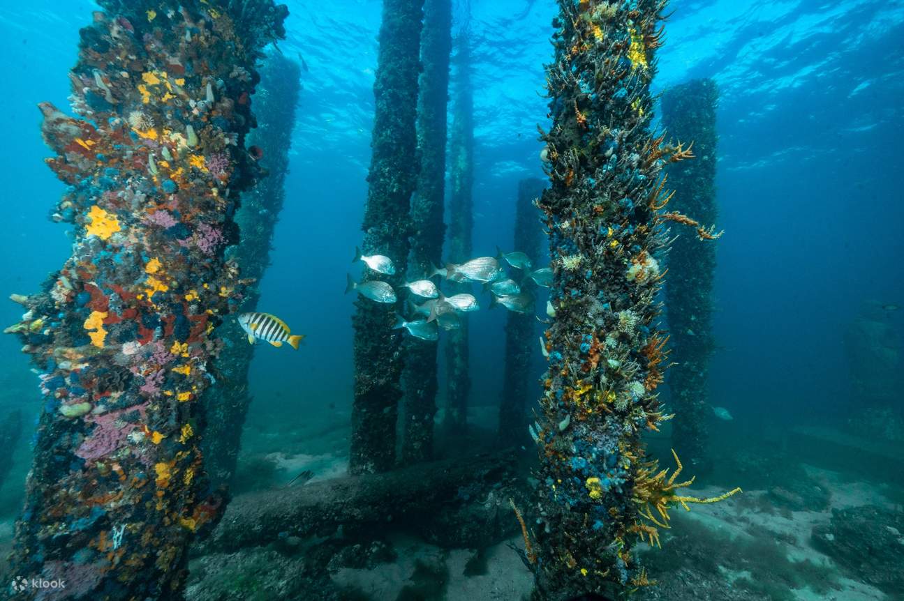 ¡Sumérjase en un acuario submarino con aguas cristalinas!