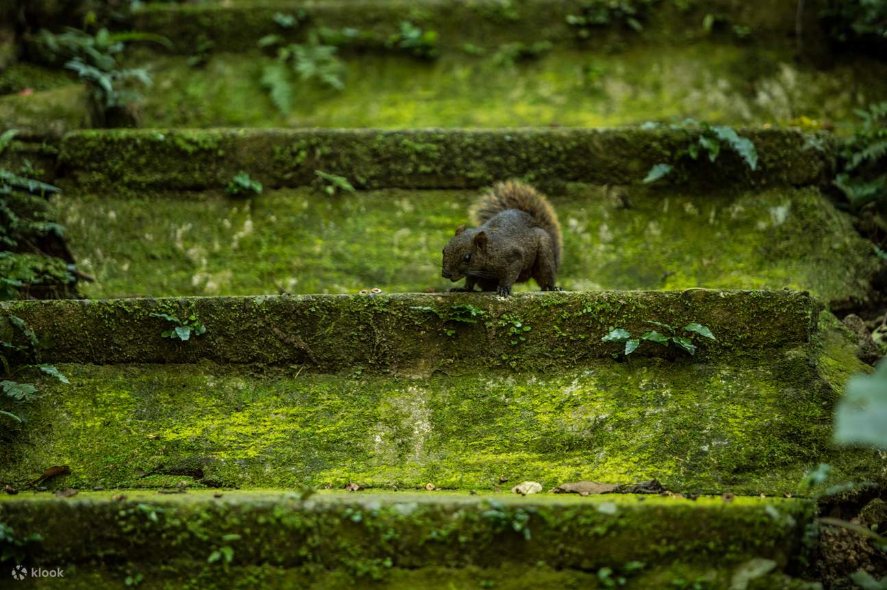 Entrada al parque forestal del Gran Raíz Hotel Spa