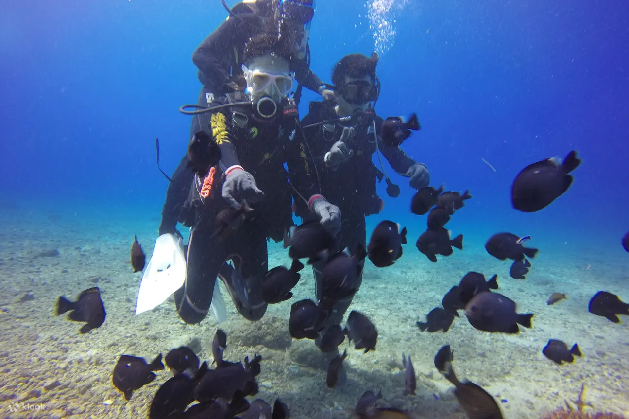 Diving Experience and OW Junior Diver Course in Green Sea Turtle Dive Shop Pingtung Xiaoliuqiu